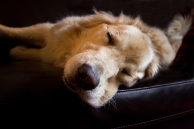 Na �o sa zamera� pri v�bere klietky a krmiva pre hlodavce