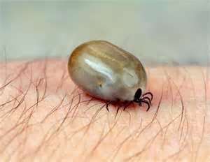 Ako vybra� klie��a