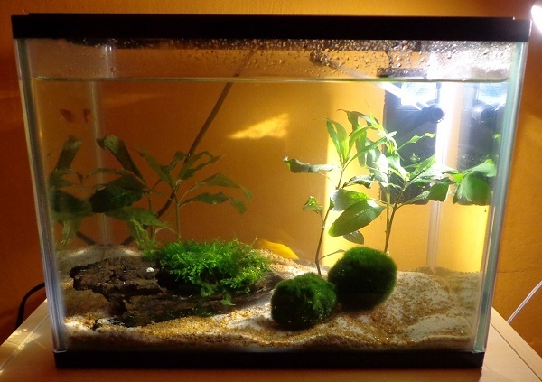 Ako si zalo�i� akv�rium